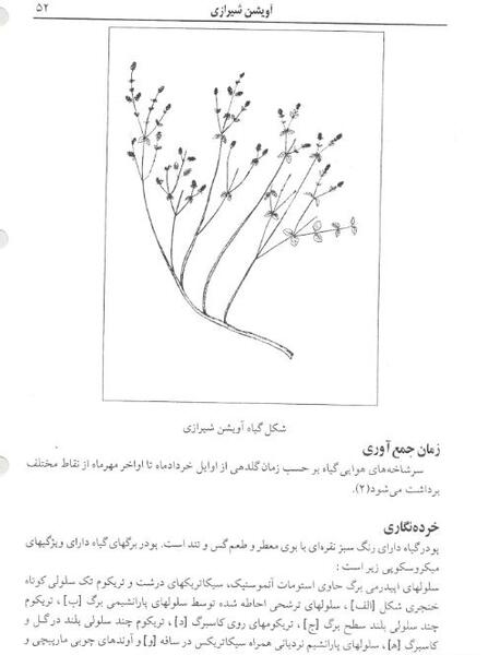 عکس گیاه آویشن شیرازی