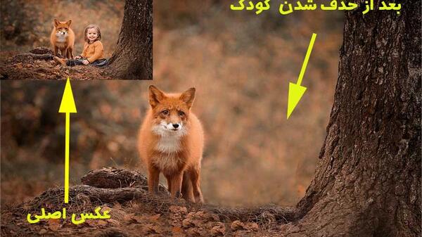 عکس بک گراند روباه