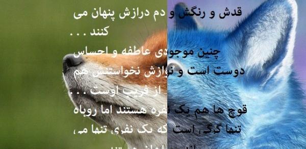 عکس بک گراند روباه