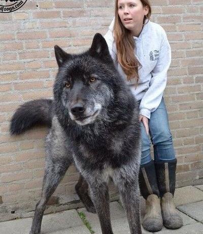 عکس سگ سرابی مشکی