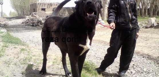 عکس سگ سرابی مشکی