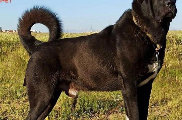 عکس سگ سرابی مشکی