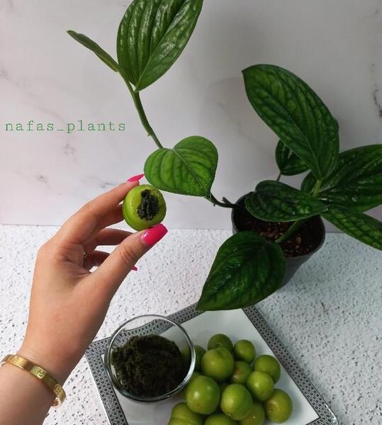 عکس نمک سبز