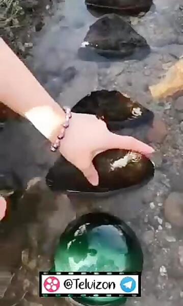 عکس صدف لب سیاه