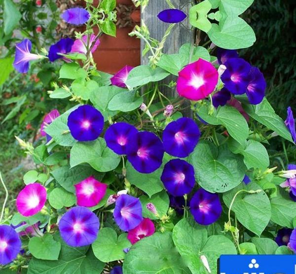 عکس گوینده جوکر