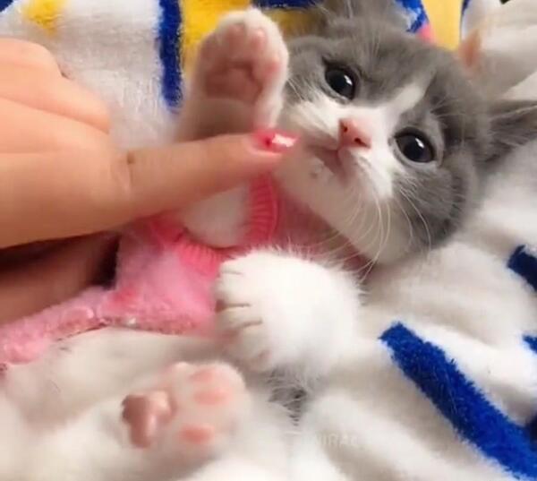 عکس بچه گربه های ملوس و ناز