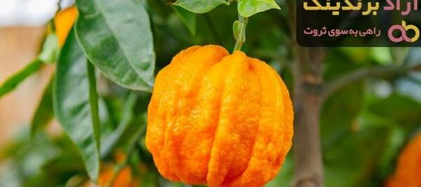 عکس بهار نارنج خشک