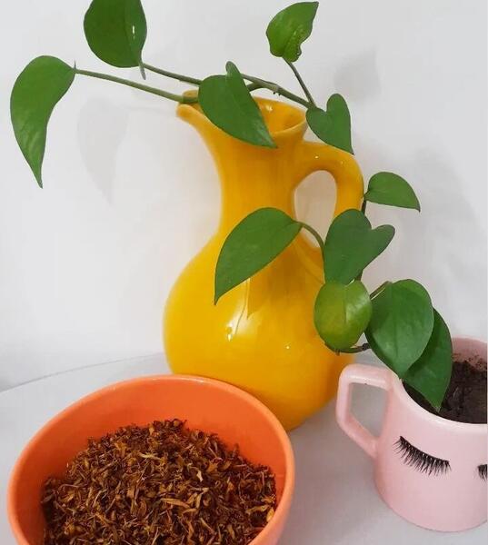 عکس بهار نارنج خشک
