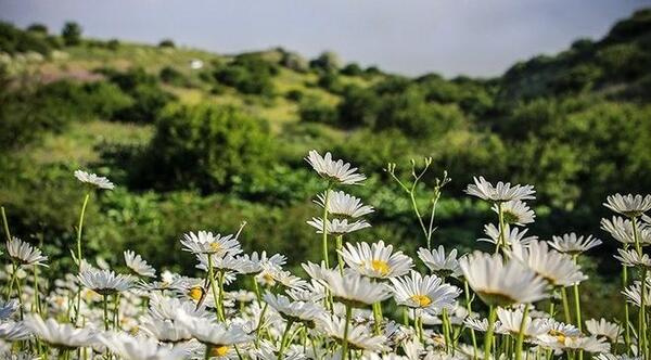 عکس سایپا وحشی