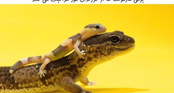 عکس مارمولک ها