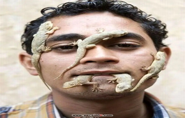 عکس مارمولک ها
