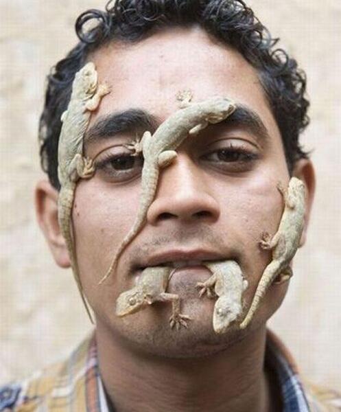 عکس مارمولک ها