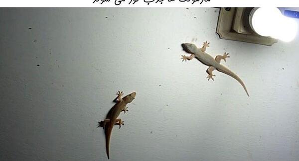 عکس مارمولک ها