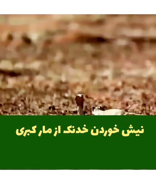 عکس ارشا اقدسی پرش از ارتفاع