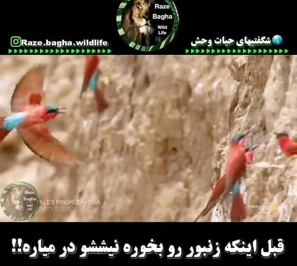 عکس ارشا اقدسی پرش از ارتفاع