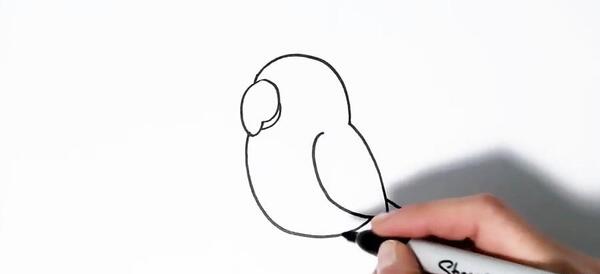 عکس طوطی آسان