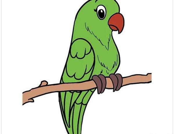 عکس طوطی آسان