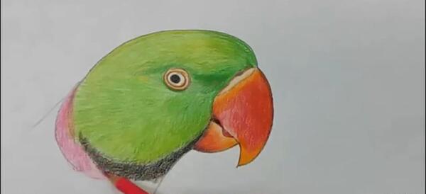 عکس طوطی آسان