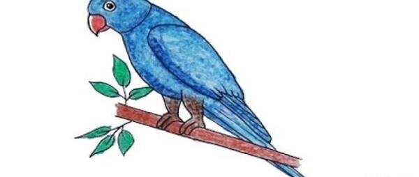 عکس طوطی آسان