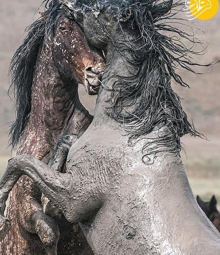 عکس اسب وحشی برای پروفایل