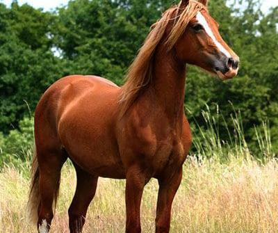 عکس اسب وحشی برای پروفایل
