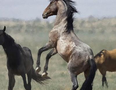 عکس اسب وحشی برای پروفایل