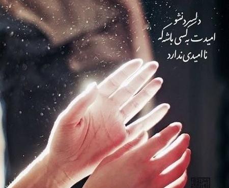 عکس مرغ عشق ناز