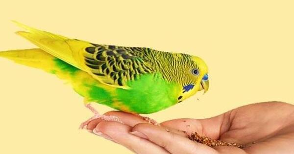 عکس مرغ عشق ناز