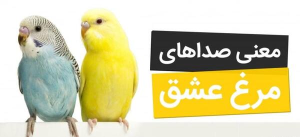 عکس مرغ عشق ناز