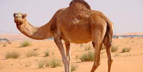 عکس شتر های زشت