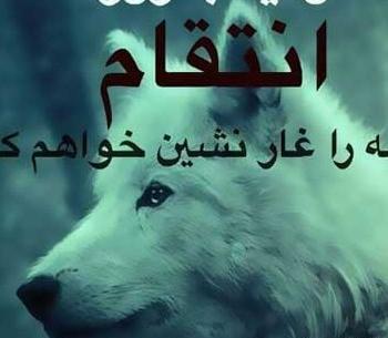 عکس گرگ تنها با متن
