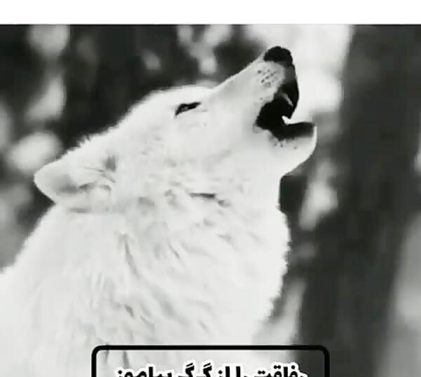 عکس گرگ تنها با متن
