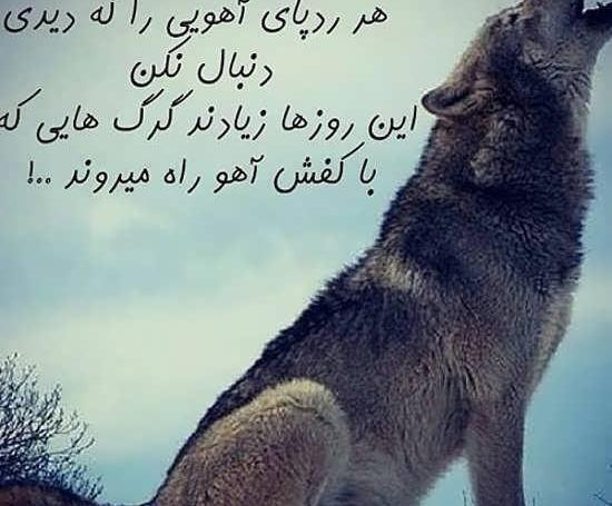 عکس گرگ تنها با متن