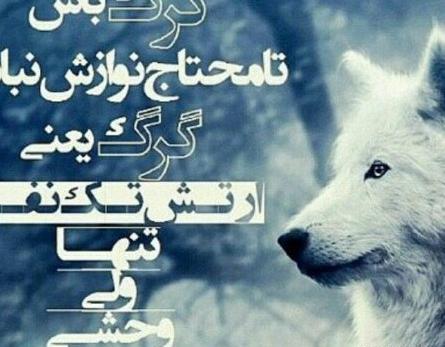 عکس گرگ تنها با متن