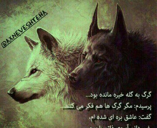 عکس گرگ تنها با متن