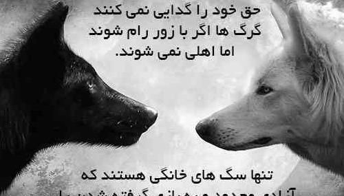 عکس گرگ تنها با متن