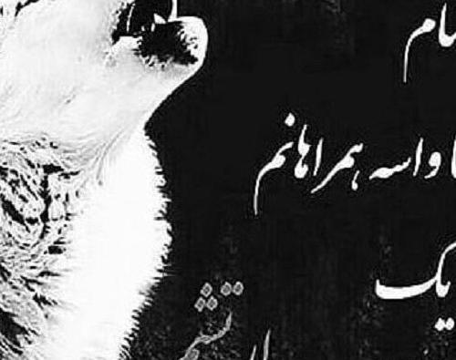 عکس گرگ تنها با متن