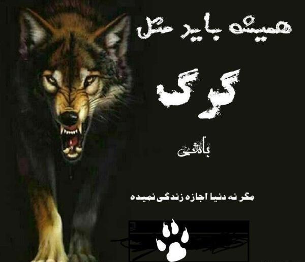 عکس گرگ تنها با متن