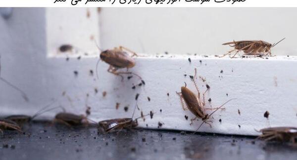 عکس سوسک آ