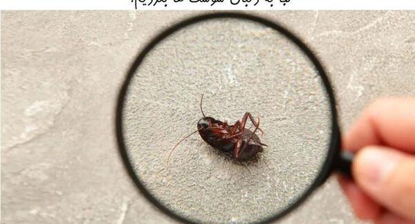 عکس سوسک آ