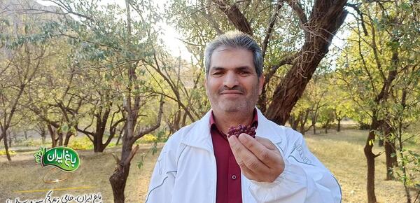 عکس تصویر زرشک کوهی