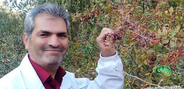 عکس تصویر زرشک کوهی