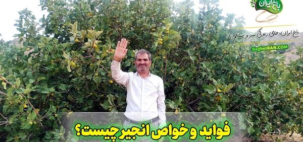عکس تصویر زرشک کوهی