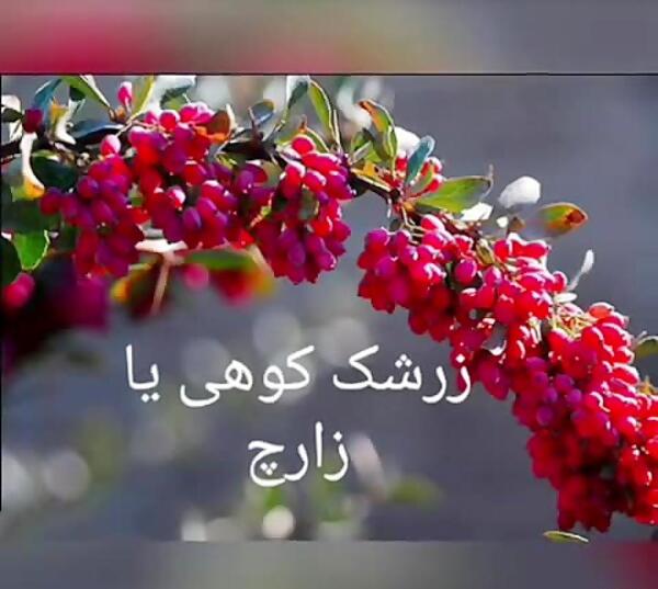 عکس تصویر زرشک کوهی