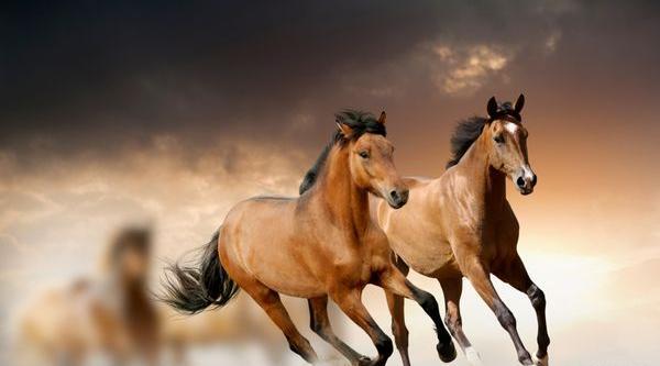 عکس اسب تک شاخ سیاه