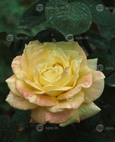 عکس گل رز زرد عاشقانه