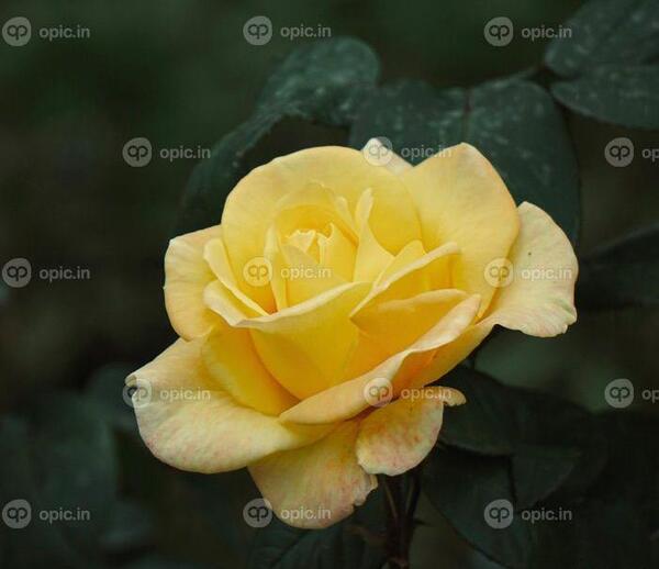 عکس گل رز زرد عاشقانه