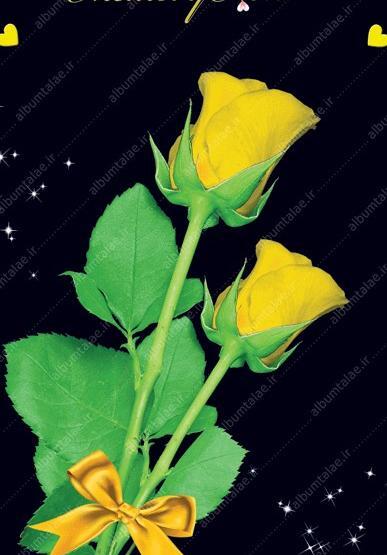 عکس گل رز زرد عاشقانه