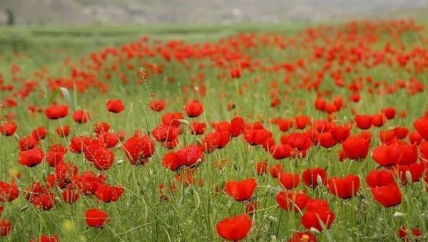 عکس تصاویر طبیعت زیبای فریدونشهر