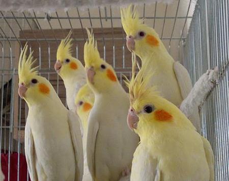 عکس عروس هلندی یا کوکاتیل
